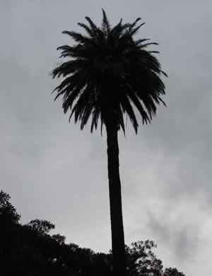 palmera