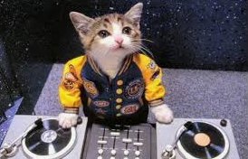 gato escucha musica