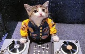 gato dj