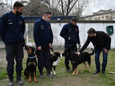 perros rescatistas