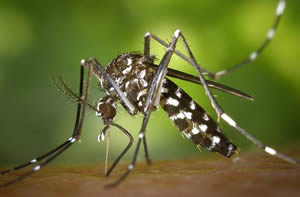 Mosquito aedes aegypti