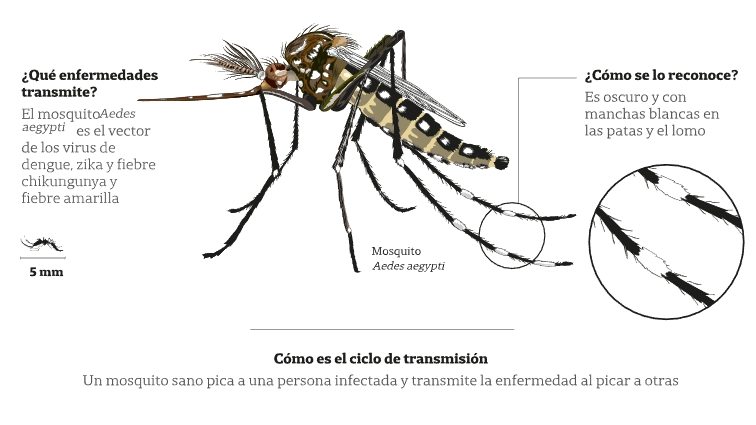 Aumento casos dengue