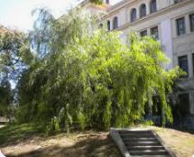 Aguaribay_del Bernasconi