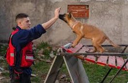 Perros de rescate